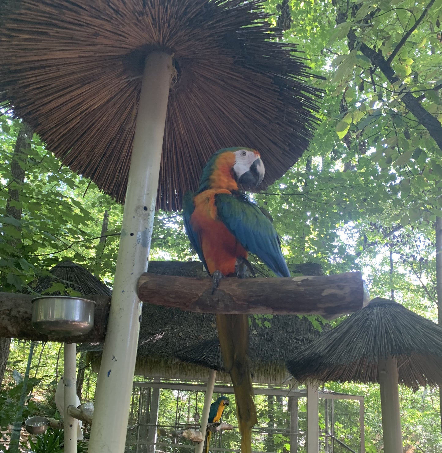 parrot mountain