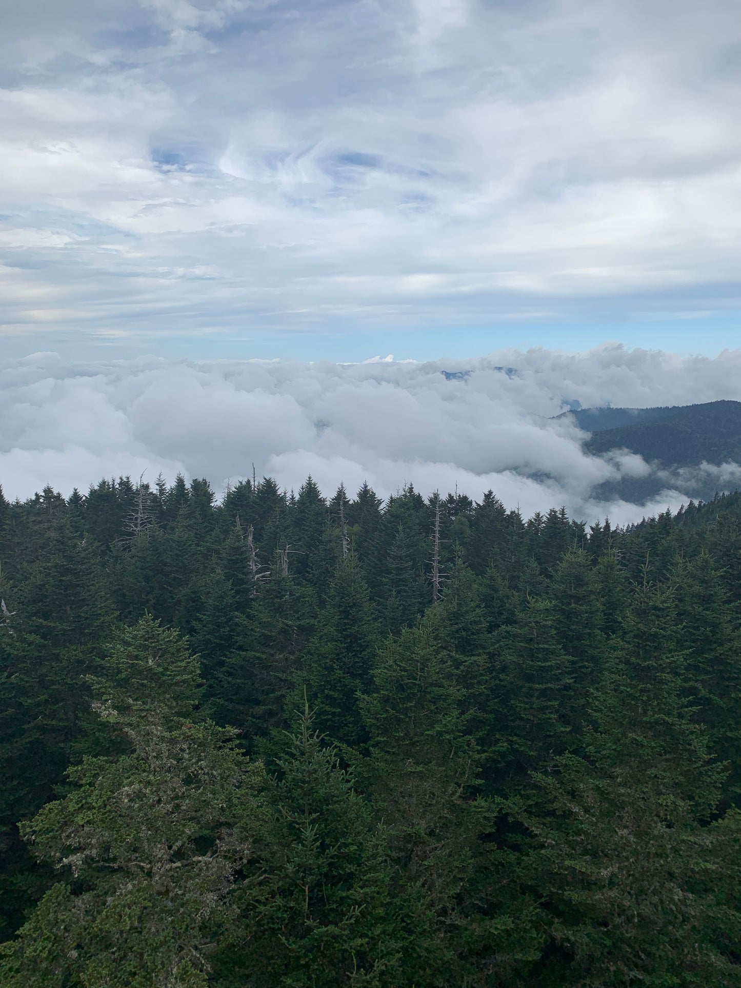 fog pines