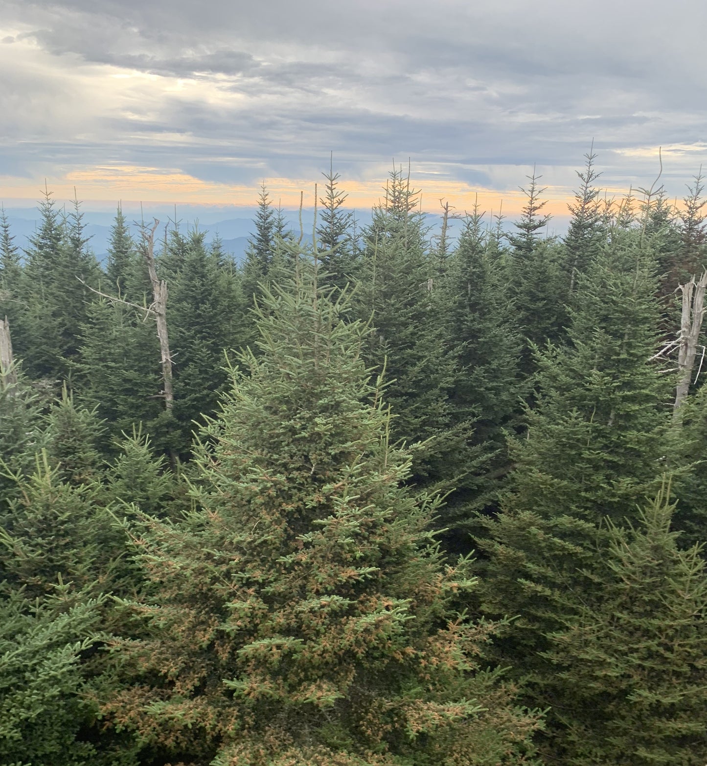 Amongst the trees
