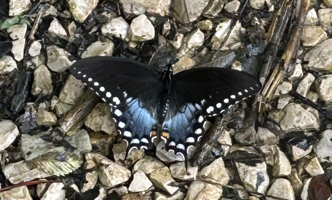 Blue Butterfly on Gravel | Beauty in God’s Creation