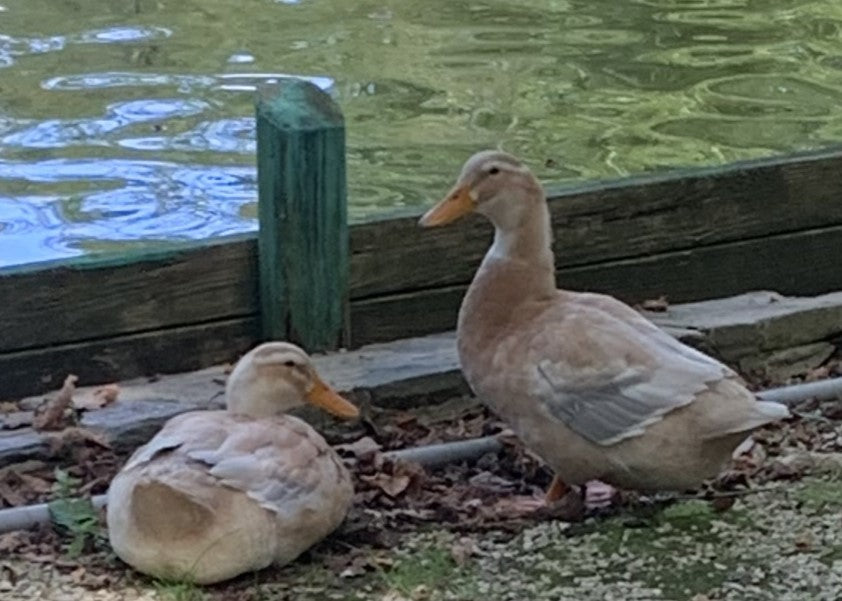 me encantan los patos