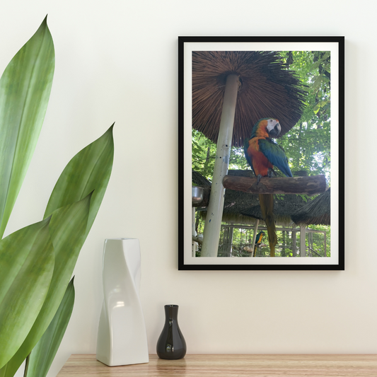 parrot mountain