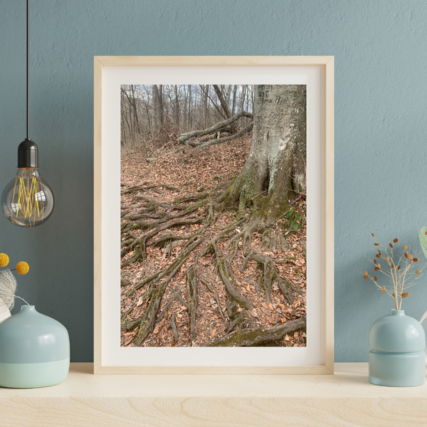 “Rooted in Strength – Forest Tree Roots Nature Photography Print”