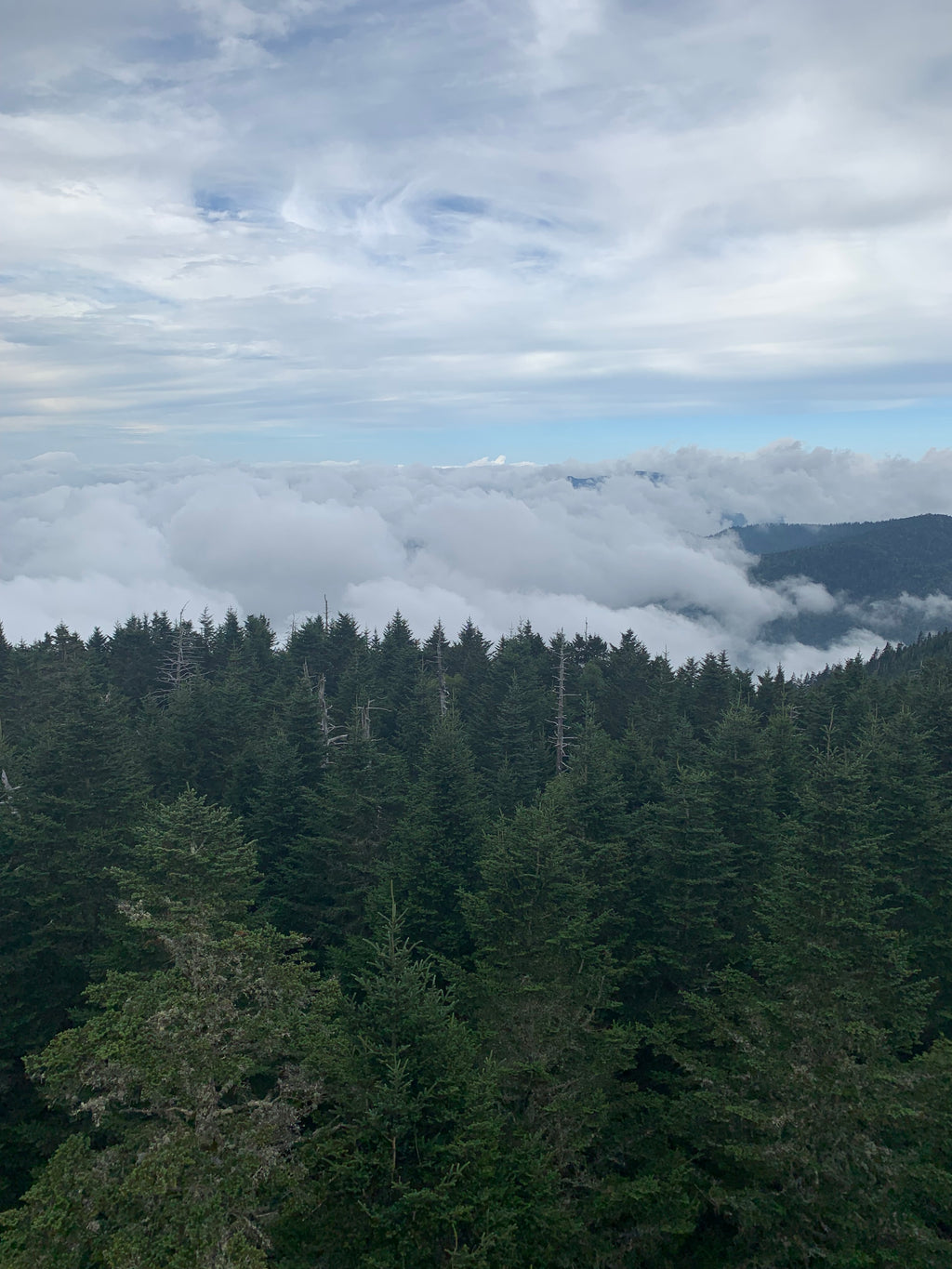 pinos de niebla