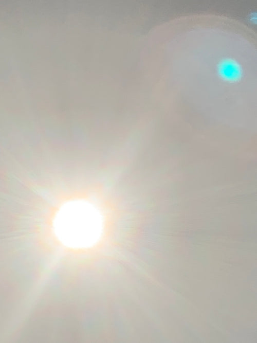Persiguiendo sombras: El eclipse solar de 2024 a través del lente de la naturaleza