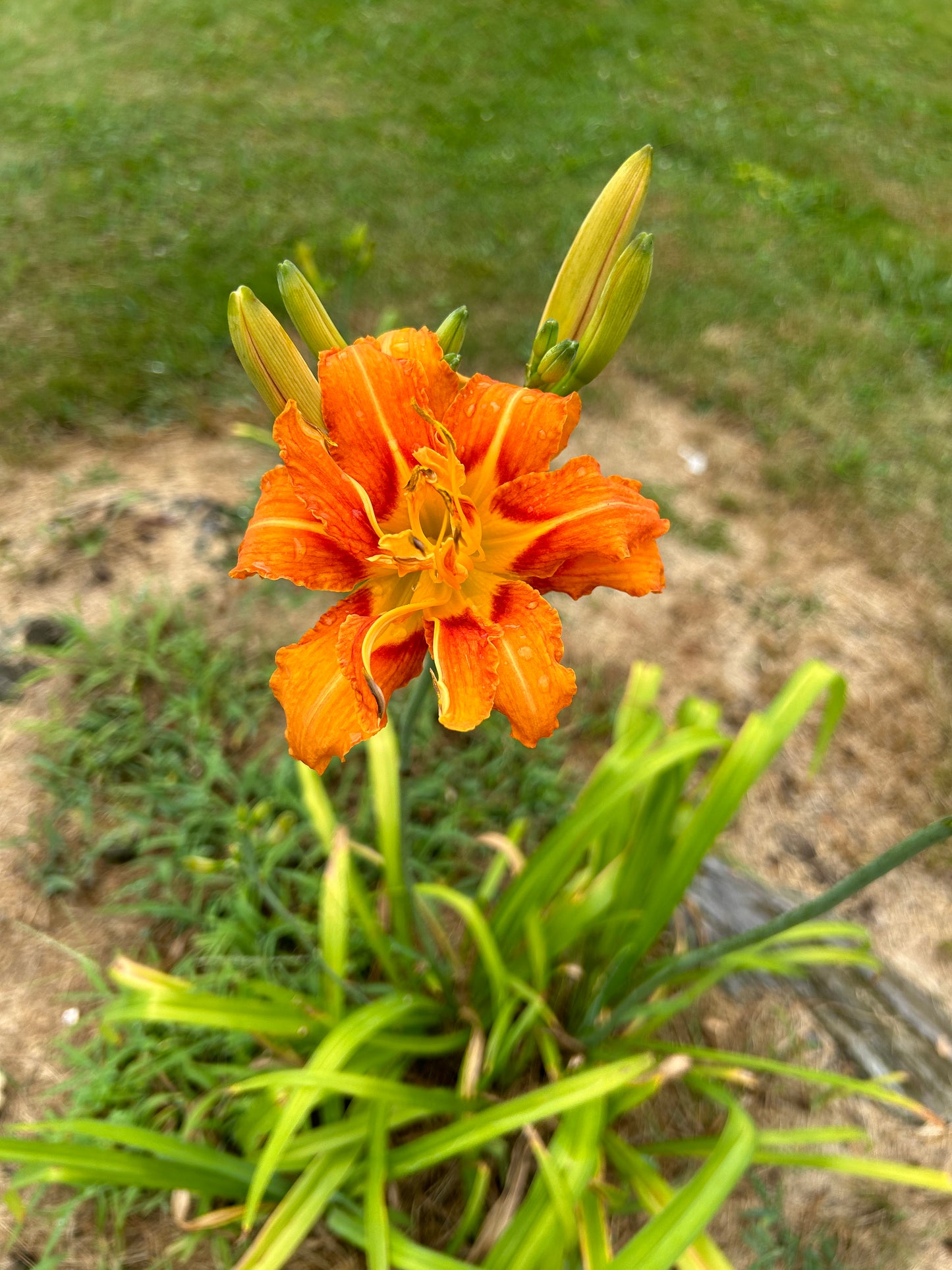 Radiance of creation-wild orange lily