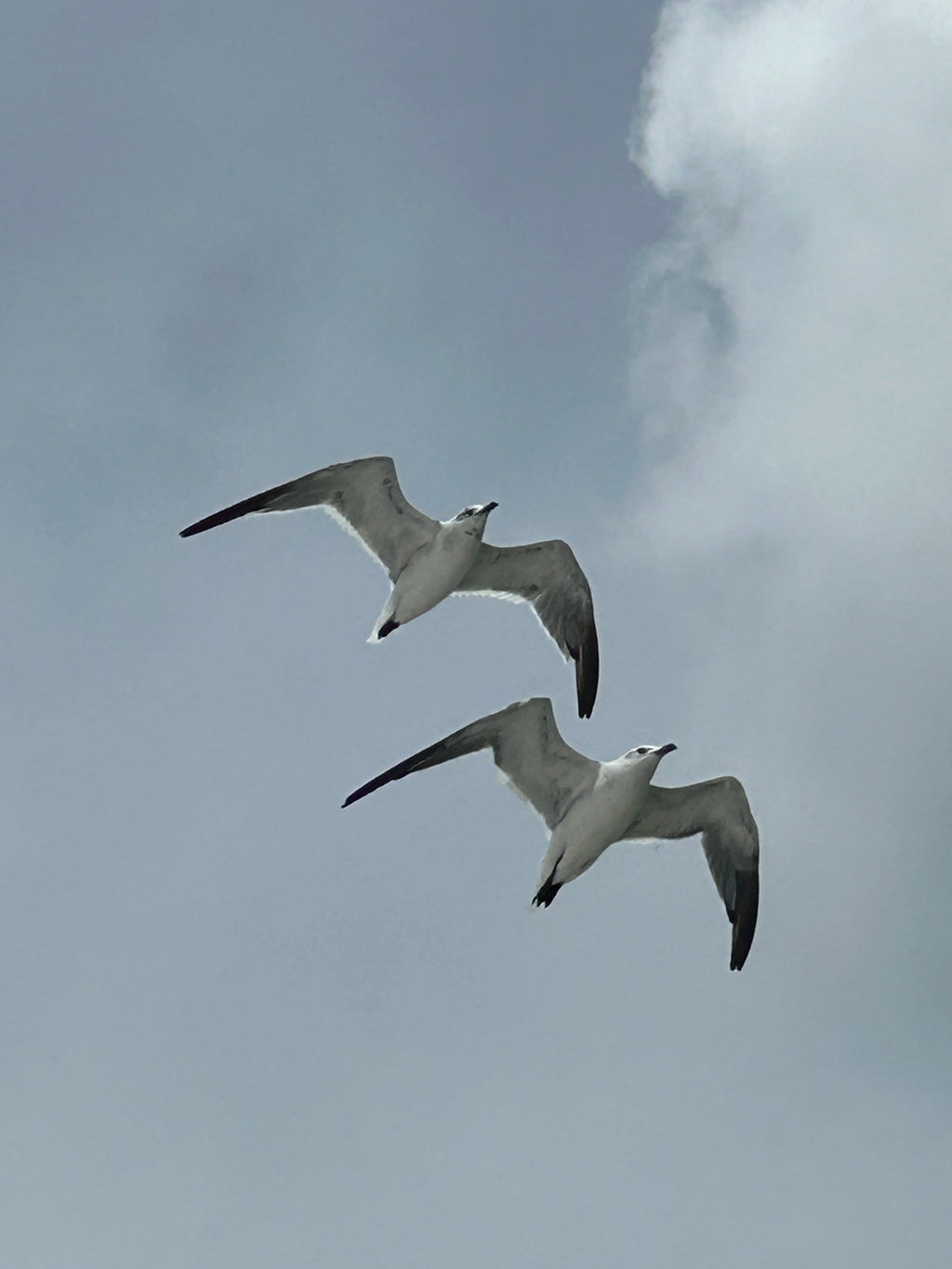 gaviotas de las costas del golfo