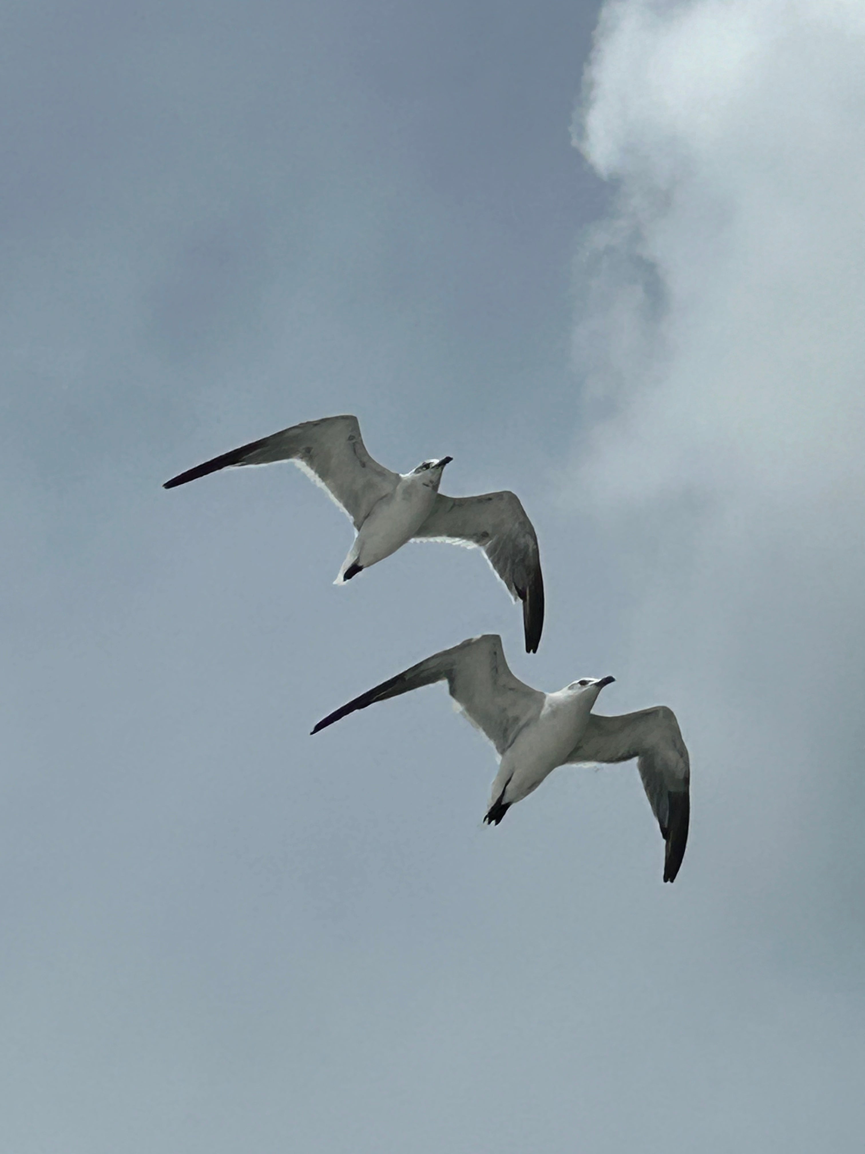 gaviotas de las costas del golfo