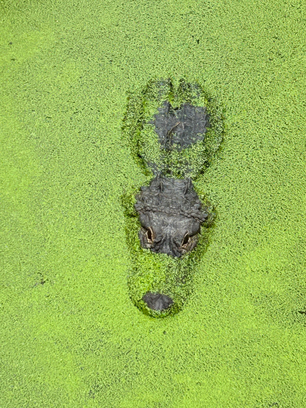 沼澤地