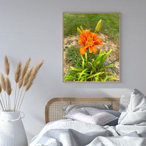 Radiance of creation-wild orange lily