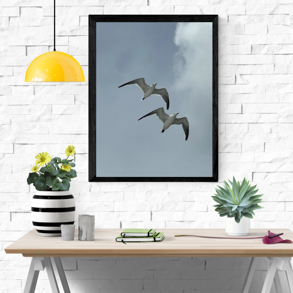 gaviotas de las costas del golfo